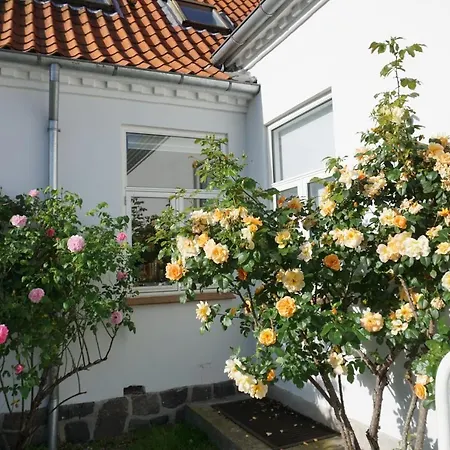 Old Roses Broager